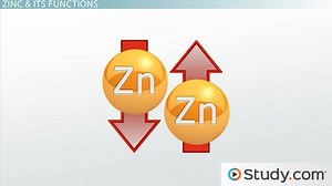 Zinc Deficiency & Toxicity | Causes, Symptoms & Treatment - Video | Study.com
