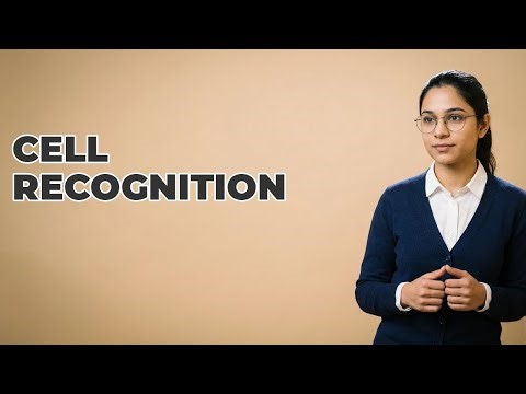 How Do IgSF CAMs Facilitate Cell Recognition?