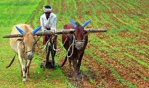 Integrated farming can ensure food security