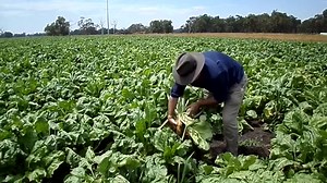 17K views · 352 reactions | Fodder Beet Boyanup WA New strip-grazing crop options being championed at the Rodwell Dairy - Fodder Beets offering Excellent feed value for Cows; especially if you can get them up and growing with good density and plenty of sweet munching nutrition. This Year the Ferti-Tech CSA principles were applied to growing Fodder Beets and that has taken the Fodder Beets out of the 'maybe' camp and into the 'this is getting very good' category. | Ferti-Tech | Facebook