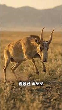 스타워즈 출연진? 초원의 별난 코 사이가 산양