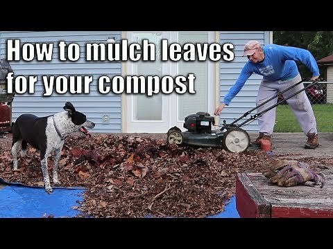 How to Mulch Leaves for your Compost (Lawnmower Method)
