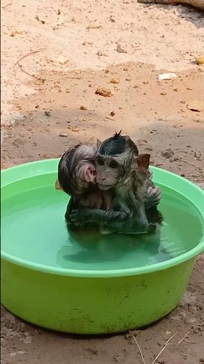 Cute pet monkey bath