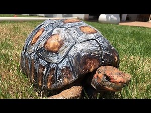 Tortoise Gets Hand-Painted 3D Printed Shell After Surviving Forest Fire #3DThursday #3DPrinting
