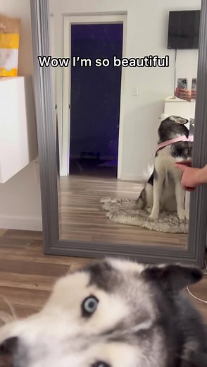 Meeka The Talking Husky FREAKS OUT When She Saw Herself In The Mirror 🫣🤣 | Meeka The Husky