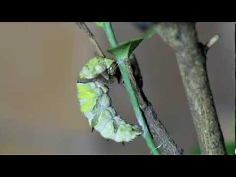 life cycle orchard swallowtail butterfly