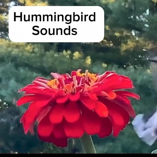 Hummingbird Sounds