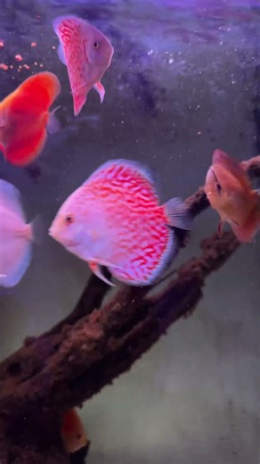 Discus eating