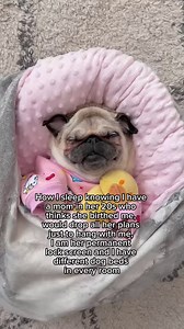 Tiny pug, great carefree life 😌💕 | Loulou the pug