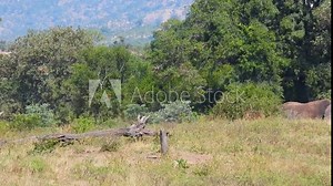 Impala and elephant, side by side portrait. Static view. South Africa