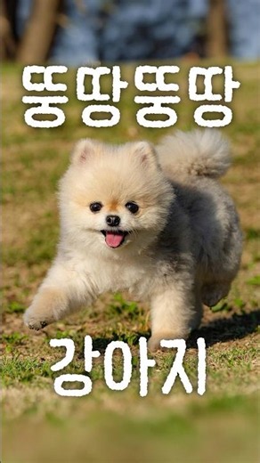 Full-Speed Sprint of a 9-Year-Old Dog