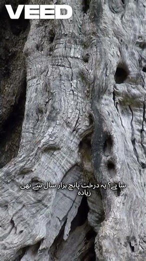 The Secret of the World’s Oldest Tree