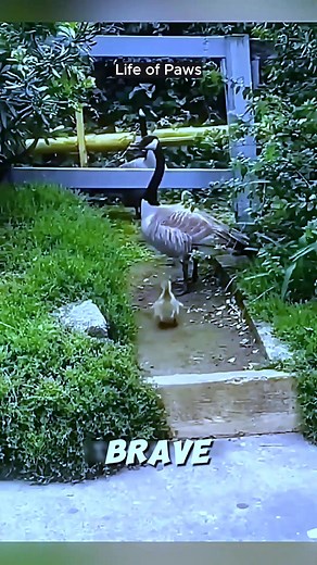 85K views · 3.4K reactions | 閭❤️ Mother Goose Teaching Her Brave Little Gosling… The Cutest Lesson Ever! | Life of Paws | Facebook