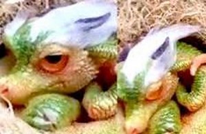 Cute Baby Dragon Discovered, Are They Real