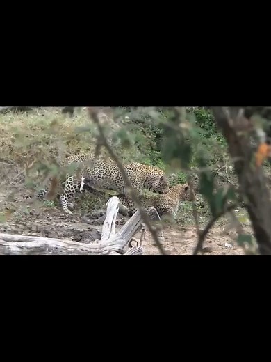 Experience the Magic of Masai Mara Safaris