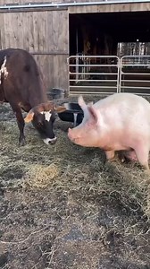50K views · 1.7K reactions | Interspecies friendships show the beauty of sanctuary! Evan (former Farm Sanctuary resident) and his pig pal DJ show us that like humans, farm animals have the capacity to build friendships. Our friends at JP are part of our Farm Animal Adoption Network (FAAN), which helps us rescue and place animals when our sanctuaries are at capacity. Video: JP Farm Animal Sanctuary  | Farm Sanctuary | Facebook