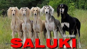 RARE Indian Saluki (Pashmi) Puppies. Feathered Variety of Mudhol...