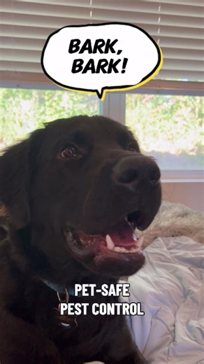 Whether it's a glue trap or a fly jar, our products are designed with our furry friends in mind. 🐶 Don't risk it when it comes to your pets and family — go with Catchmaster's non-toxic and chemical-free pest control solutions. #nontoxic #petsafe #pestcontrol #Catchmaster | Catchmaster