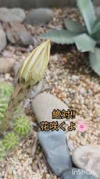 【🌵この姿今日じゃない🌵】今日じゃ無いサボテン🌵🌵の成長動画です。この子、いっつも花が咲いた時見れない。。サボテンの花ってそんなもんなんだけどね。でも、このツボミがどんな花になるのか、AIしか知らない