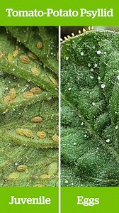 Tomatoes are at risk of being munched by insects such as aphids and whitefly. Watch out for these tiny but mighty horrors! | Yates NZ