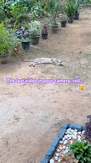 The last video👌#catlife #catlovers #cats #cat #catshorts #shorts #catpet #catsleeping #sleep #sub