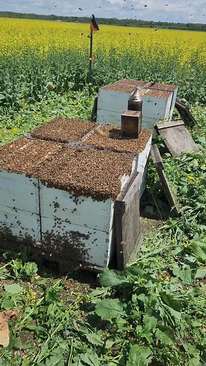 166K views · 1.2K reactions | Big hives #beekeeping | King Bee PH | Facebook