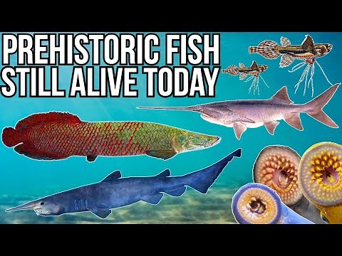 5 Prehistoric Fish Still Alive Today Part 2