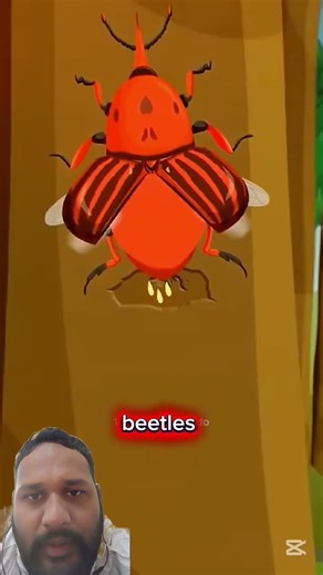 Farmers Use Fire to Kill Coconut Tree Pests心 #pestcontrol #farmingtips