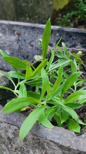 ।। Propagation of Dianthus plant ।।Growing from cuttings ।।