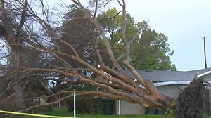 Tree removal companies at work as Sacramento cleans up from powerful Sunday storm