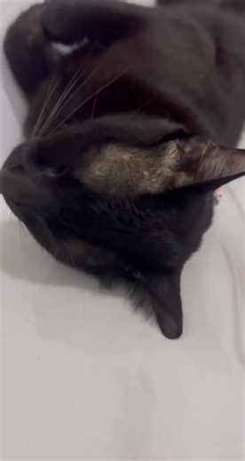 Cat napping time 🕰️ #cat #cute #cat #pets #animals #lover #lovely #cat #boy #love_status #love #cat