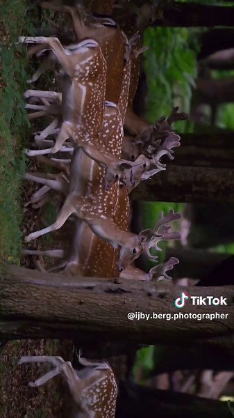 Captivating Wildlife Footage: Running Deer in Nature