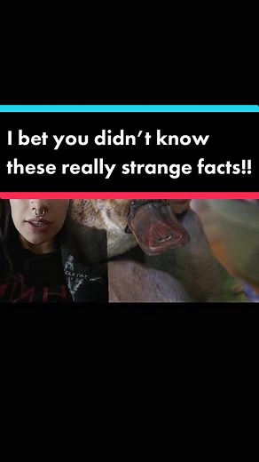 🕸jamie horror🕸 (@jamie13horror)’s videos with Creepy - Halloween Music & The Citizens of Halloween