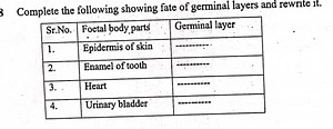Complete the following showing fate of germinal layers and rewr... | Filo