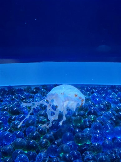 cốt ơi dép chuỗi 🔥🔥🔥#api #streak #xh