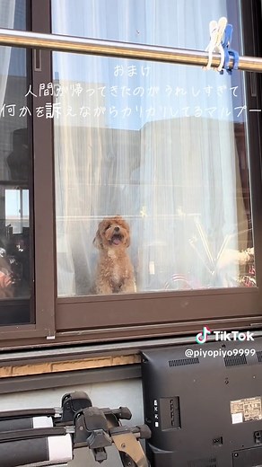 可愛いチワワが愛される理由と日常