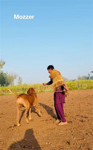 Bulldog Training Tips for New Owners