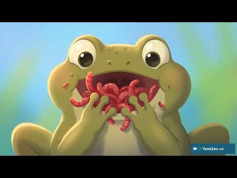 African Dwarf Frog Care: Biology, Tank Setup, and Diet Guide