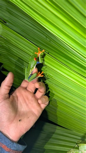 Costa Rica’s most famous frog the Red-Eyed Tree Frog (Agalychnis callidryas).