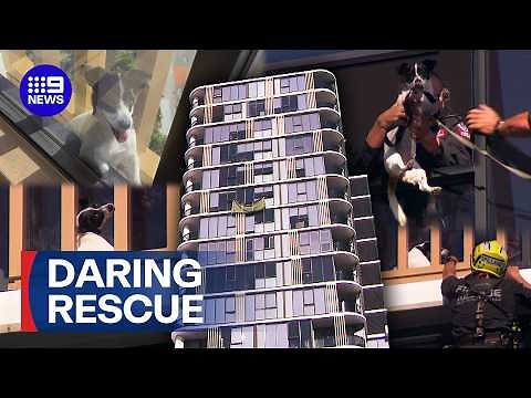 Risky rescue operation to save dog stuck on the edge of a building | 9 News Australia