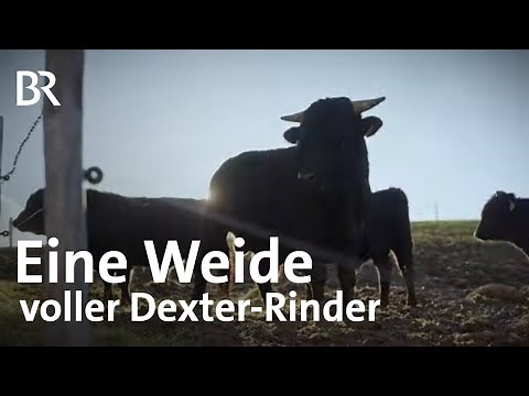 Umstellung auf Mutterkuhhaltung: Landwirtschaft mit besonderen Dexter-Rindern | Landfrauenküche | BR