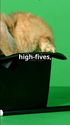 “How Smart Are Rabbits? Unlocking Bunny Intelligence”