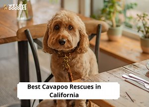 5 Best Cavapoo Rescues in California! - We Love Doodles