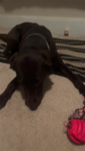 Wolfy 𓃥⋆╶⃝⃤ (@skymm)’s videos with original sound - meminecore