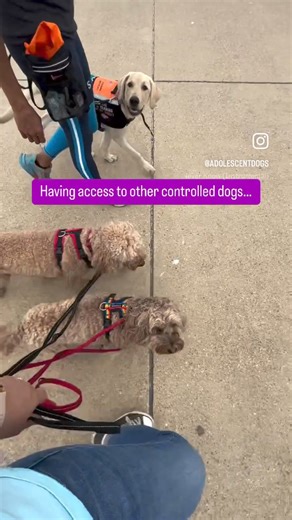 Many dog owners struggle with their dogs being over social or reactive around unknown dogs. It can be tricky to find the best locations to walk and train your dog without unknown dogs bombing into your space before your dog’s training level matches that level of distraction. Ultimately this can make it very challenging to make progress with your dogs’ training One huge benefit of our residential training stays is that our team of trainers have access to train around other controlled and unknown 
