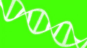 3D DNA animation on green screen chroma key with seamless loop. Rotating doble helix. 4K Genetic concept