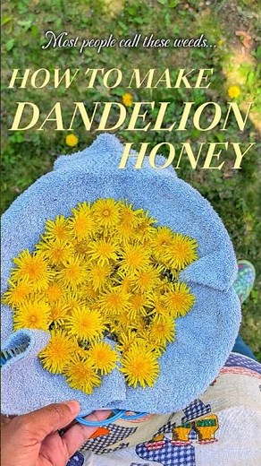 Picking Dandelions🌼for Homemade Dandelion Honey🍯