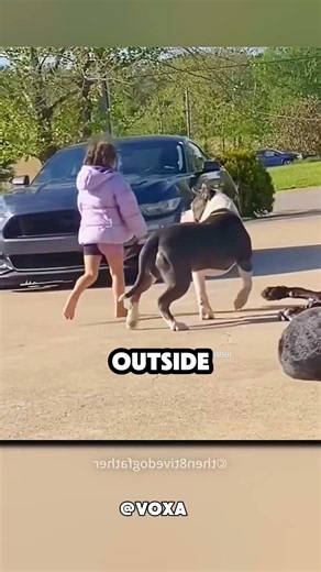 The Ultimate 4-Legged Bodyguards For His Daughter! 🥺❤️