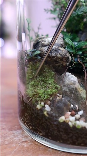 Replacing the moss🌱