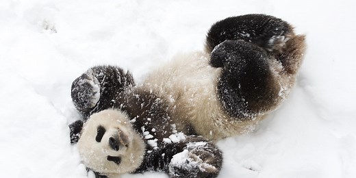 The History of Giant Pandas at the Smithsonian's National Zoo and Conservation Biology Institute
